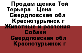Продам щенка Той Терьера › Цена ­ 3 500 - Свердловская обл., Краснотурьинск г. Животные и растения » Собаки   . Свердловская обл.,Краснотурьинск г.